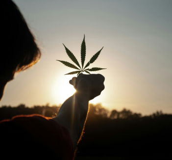 person holding white flower during sunset