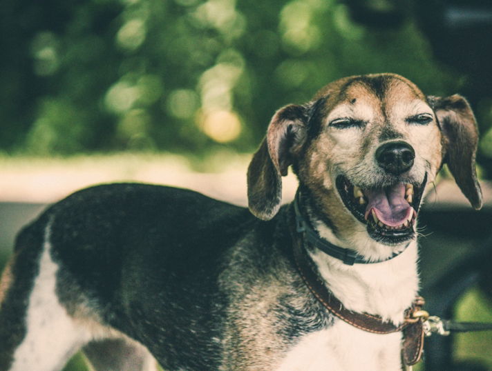 a dog with its mouth open standing on a leash